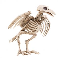 Corbeau Squelette