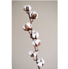Branche en plastique - 7 fleurs de coton - 70 cm