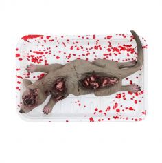 Rat ensanglanté dans une barquette - 18 cm