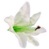 Sachet de 6 Fleurs Blanches Tropicales - Lys | jourdefete.com